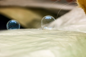 Soap bubbles and cat whiskers