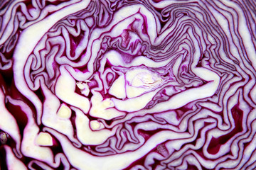 Fototapeta premium red cabbage