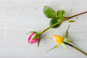 Pink and yellow rosebuds on the white background