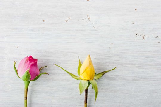 Unbudded Roses Unbudded Images – Browse 27 Stock Photos, Vectors, and Video | Adobe Stock