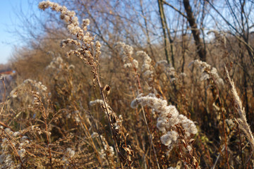 Fototapeta premium Жухлая трава. Withered grass.