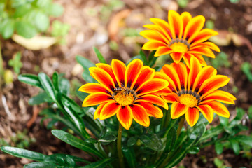 Beautiful fresh red  flower heads,over green natural background, spring life