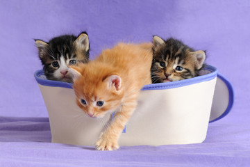 GATTINI SU SFONDO LILLA © sery