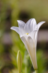 Obraz premium Beautiful white flowers