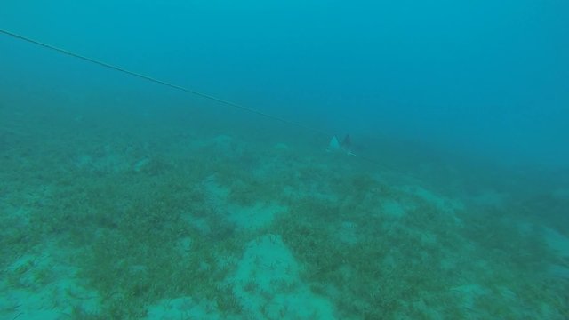 adlerrochen bei seegras im blauen meer
