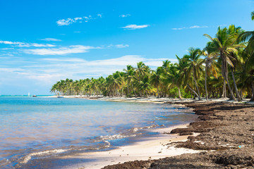 Wild beach with coconut trees, Dominican Republic
