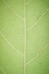 Detail texture green leaf of a plant