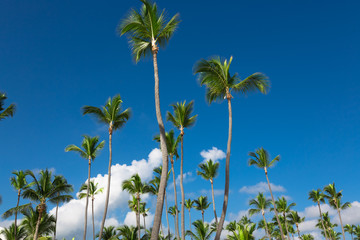 Tropical sky with cocnut palms
