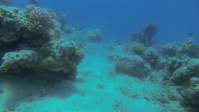 blaupunktrochen graebt am sandigen meeresgrund
