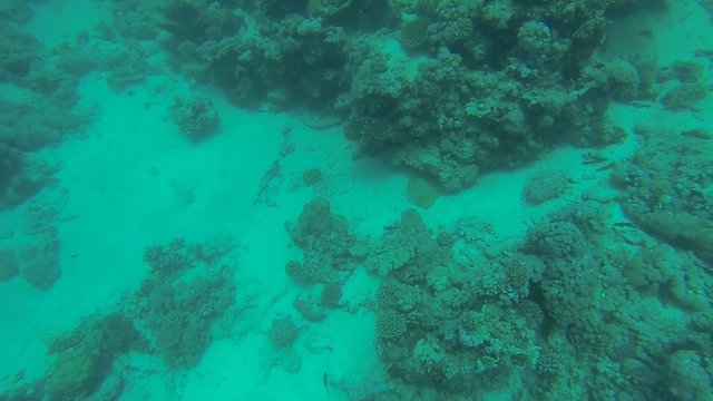 blaupunktrochen am sandigen meeresgrund
