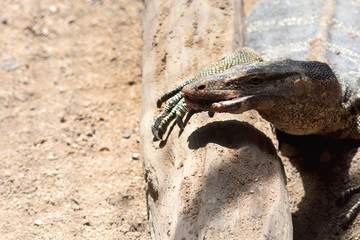 Varanus Salvator habitat, close up