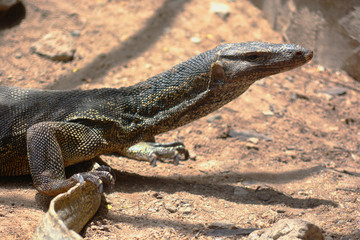 Varanus Salvator habitat, close up