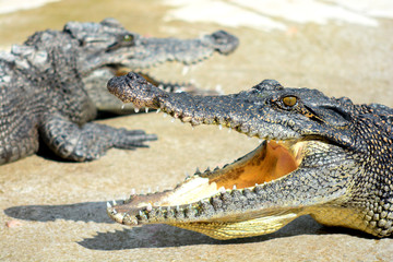 Close up head of crocodile