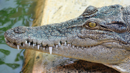 Obraz premium Close up head of crocodile