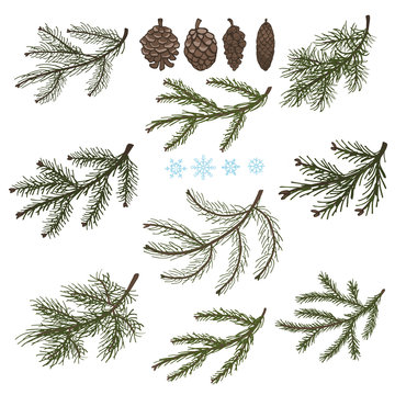 Spruce branches with Pine cones set
