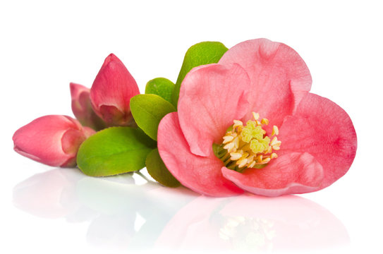 beautiful pink flowers with buds on white background