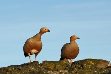Pair of Ruddy Headed Geese (Chloephaga rubidiceps) on a cliff on Bleaker Island in the Falkland Islands