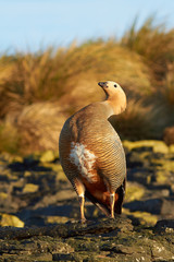 Ruddy Headed Goose (Chloephaga rubidiceps) displaying on a cliff on Bleaker Island in the Falkland Islands
