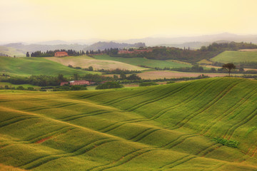 Beautiful wavy fields of the ripening wheat in Tuscany at sunrise