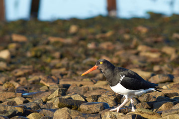 Magellanic Oystercatcher (Haematopus leucopodus) on the shore of Bleaker Island in the Falkland Islands.