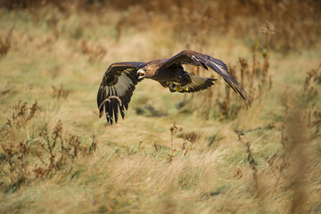 Golden eagle (Aquila chrysaetos)
