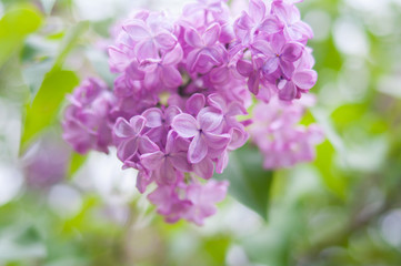 purple flowers（薄ムラサキの花）