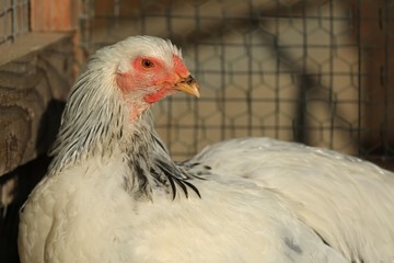 La poule brahama