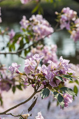 Pink Trumpet Tree fall in pond in park, Tabebuia sweet pink flow