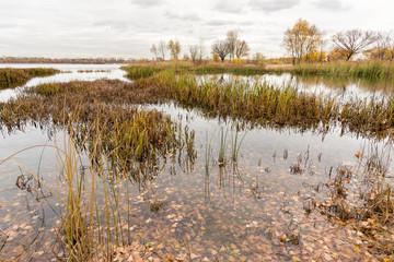 Gray end of autumn close to the Dnieper river with Typha latifolia reeds in the water. Trees and cloudy sky in the background