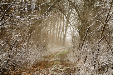 winter landscape, plants and trees in the rime in the early morning