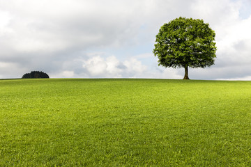 Grüne eiche auf Wiese