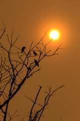 Rising sun with little birds.