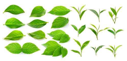 green tea leaf and green leaves on a white background © sommai
