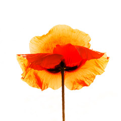 isolated red poppy