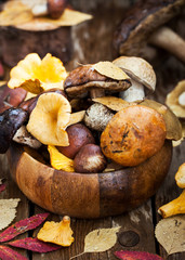 Mix of autumn wild forest edible mushrooms