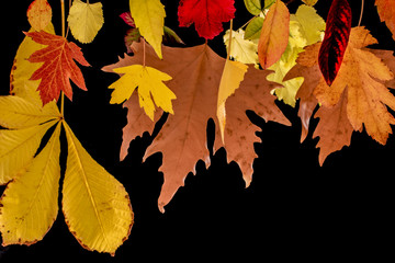 sonbahar yaprakları