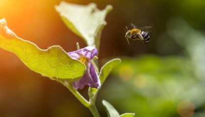 Bee flying to flower.