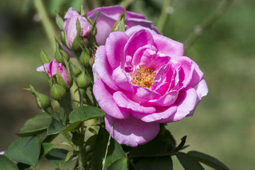 Fototapeta premium Pink roses for extraction of essential oils. (Rosa damascena)
