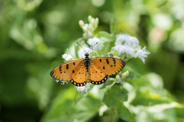 Orange butterfly name Tawny Coster (Acraea violae)