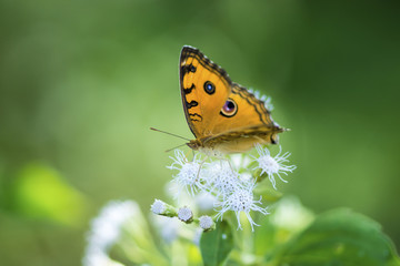 Fototapeta na wymiar Orange butterfly name Tawny Coster (Acraea violae)