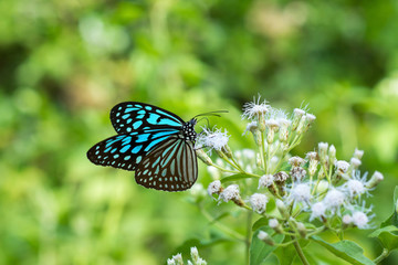 Butterfly name Chocolate Tiger (Parantica melaneus)