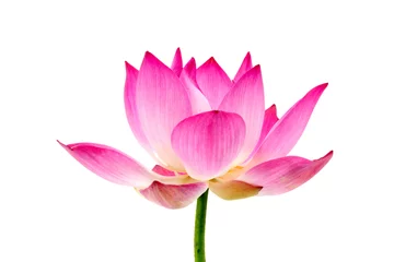 Photo sur Plexiglas fleur de lotus Fleur de lotus en fleurs sur fond blanc isolé.