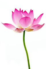 Fototapeta premium Blooming lotus flower on isolate white background.