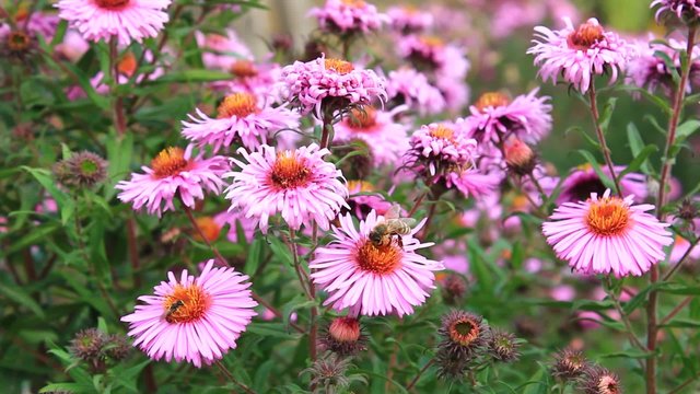 red beautiful asters in the garden

