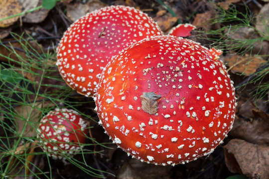 Red mushrooms (Amanita)