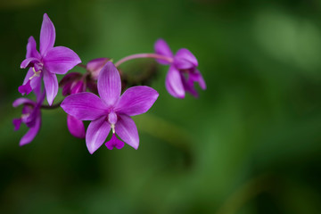 Thai orchids