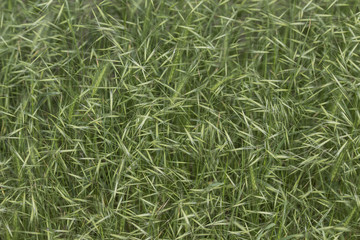 Зеленая трава