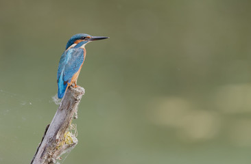 Kingfisher with his wings open
