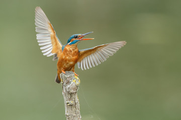 Kingfisher with his wings open