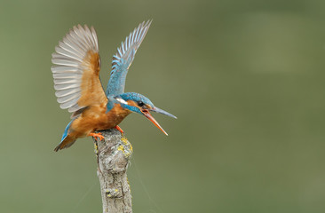 Kingfisher with his wings open